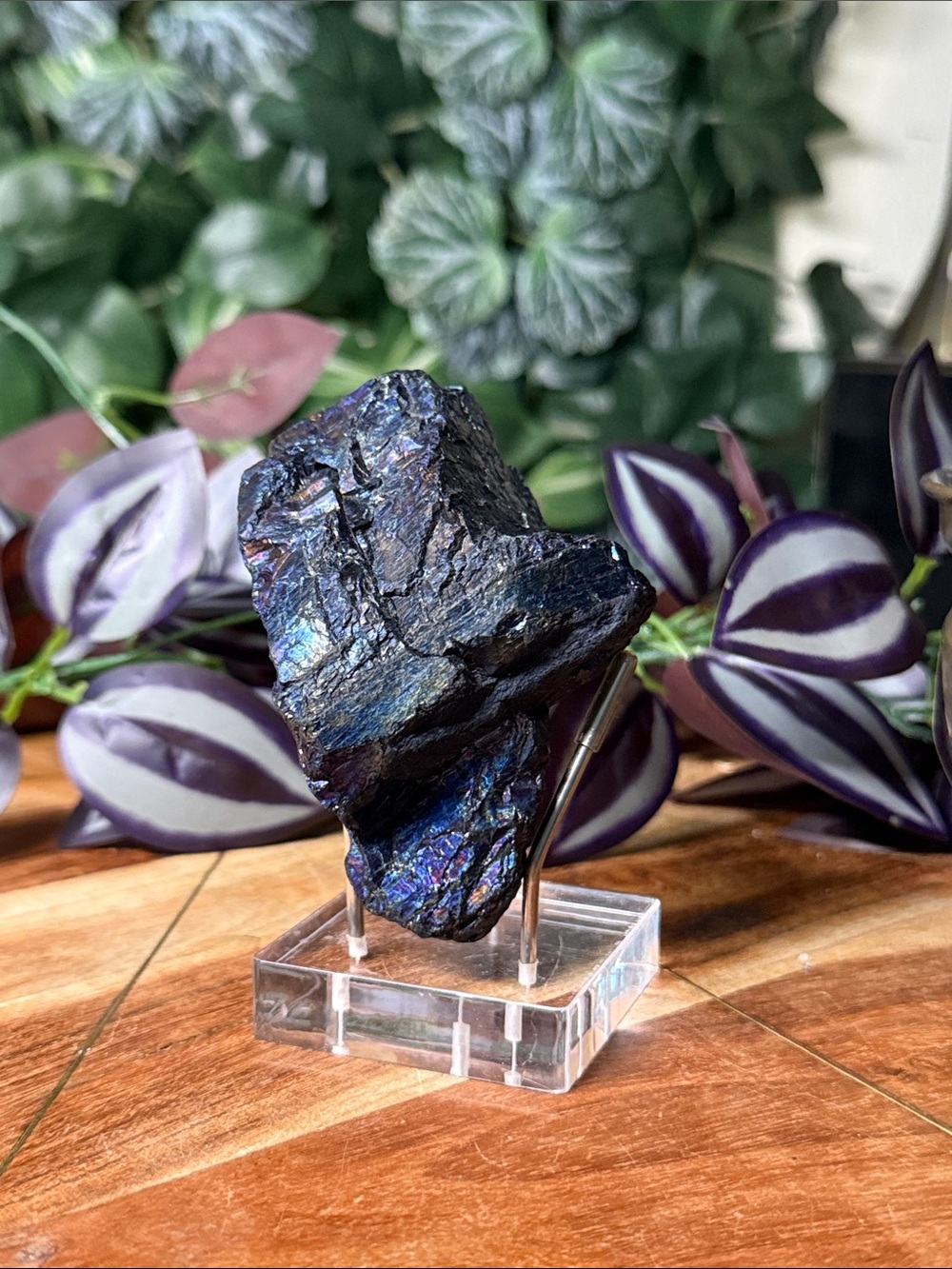 Peacock Coal
